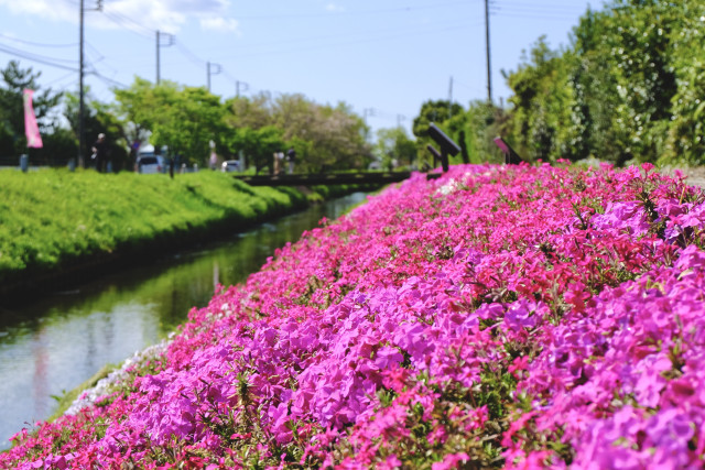 伊勢原・渋田川河畔